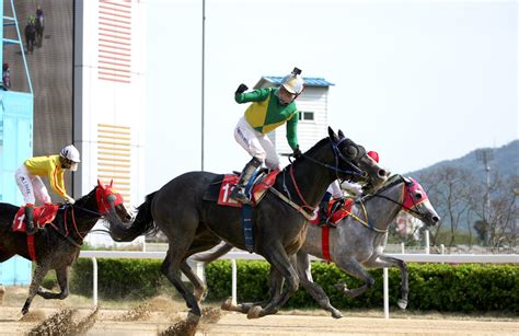 seoul racing tips|Horse Racing in Korea .